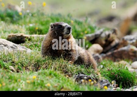 Les marmottes à ventre jaune sont les parents de haute altitude des marmottes de terre. Ce marmotte vit au parc national des montagnes Rocheuses, Colorado Banque D'Images