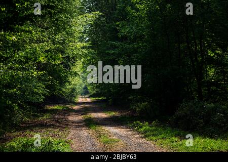 sentier forestier tranquille bordé d'arbres sur la droite et sur la gauche. Avec soleil au milieu Banque D'Images