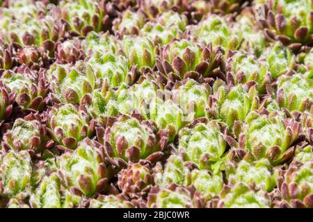 Cobweb House-leek houseleek Sempervivum arachnoideum Banque D'Images