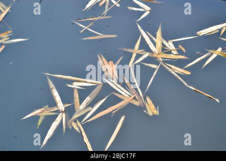 Feuilles de bambou sèches flottant sur l'eau Banque D'Images