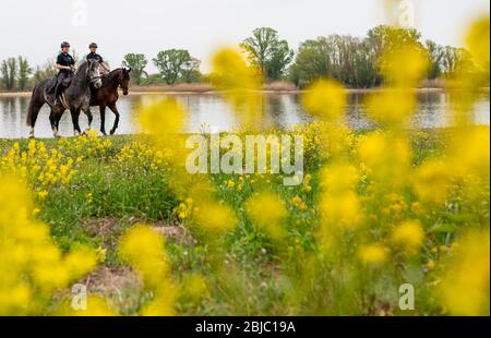 Bleckede, Allemagne. 29 avril 2020. Policewomen Yasmin Pröstler (l) et Anna Schloßer (r) font leurs chevaux de service le long des rives de l'Elbe lors d'une réunion de presse. Dans les semaines à venir, les officiers des escadrons équestres de Hanovre et Braunschweig doivent informer les visiteurs des règles de protection et punir les violations telles que le camping illégal et les feux ouverts. Crédit: Philipp Schulze/dpa/Alay Live News Banque D'Images