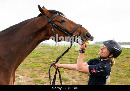 Bleckede, Allemagne. 29 avril 2020. La police Anna Schloßer joue avec son cheval de service Kasper pendant une pause. Au cours des prochaines semaines, les officiers des escadrons équestres de Hanovre et de Braunschweig doivent informer les visiteurs des règles de protection et punir les violations telles que le camping illégal et les feux ouverts. Crédit: Philipp Schulze/dpa/Alay Live News Banque D'Images