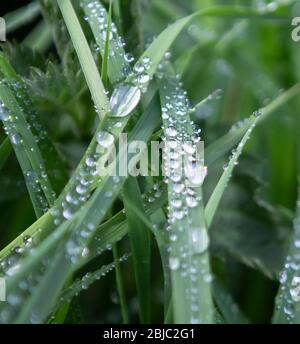 Gouttes de pluie sur des brins d'herbe Banque D'Images