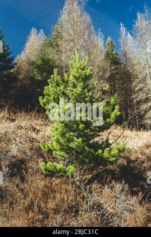 Jeune arbre de conifères sur une pente d'une colline en Ecosse, le printemps ensoleillé Banque D'Images