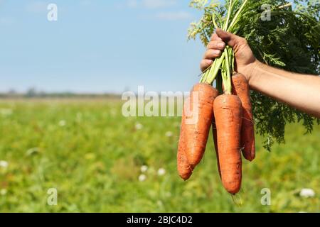 Homme tenant des carottes dans le champ Banque D'Images