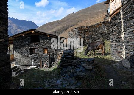 Caucase, Géorgie, région de Tusheti, Dartlo. Une vache râle l'herbe dans une rue du village de Dartlo vidé pendant l'hiver. Banque D'Images