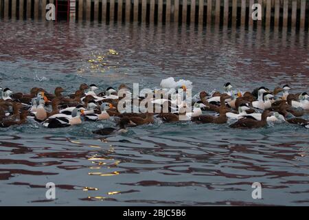 Eider King (Somateria spectabilis) et Eider Common (Somateria mollissima), nage en radeau mixte dans le port de Båtsfjord, tôt le matin, Båtsfjord Banque D'Images