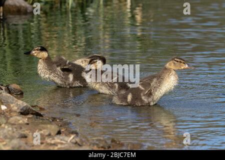 Canetons de Canard colvert prêtant au bord d'un lac. Banque D'Images