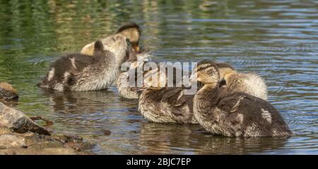 Canetons de Canard colvert prêtant au bord d'un lac. Banque D'Images