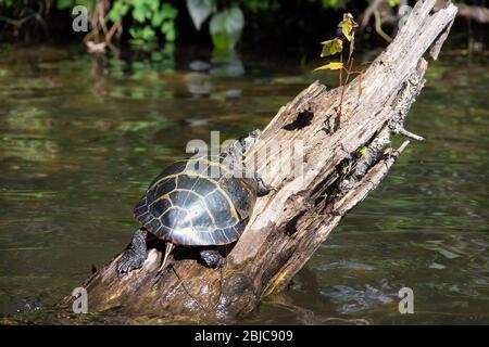 Une tortue peinte (Chrysemys picta) se basse au soleil sur un bois qui dépasse de la rivière Nashua, à la frontière de Groton et Pepperell, ma. Banque D'Images