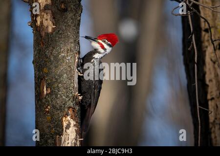 Pic Pileated en hiver pour la nourriture dans la forêt Banque D'Images