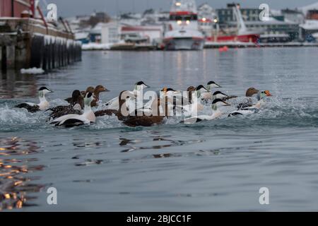 Eider King (Somateria spectabilis) et Eider Common (Somateria mollissima), nage en radeau mixte dans le port de Båtsfjord, tôt le matin, Båtsfjord Banque D'Images