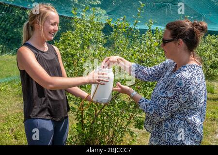Deux femmes dans une grande ferme communautaire cueillant des bleuets Banque D'Images