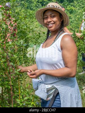 Femme dans une grande ferme communautaire cueillant des bleuets Banque D'Images