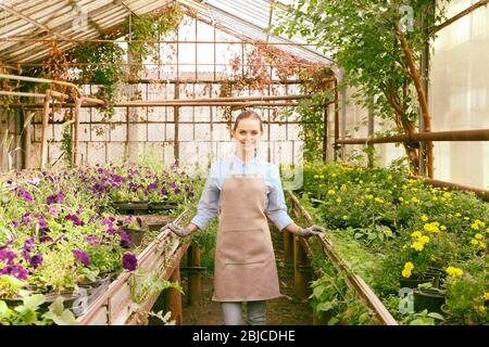 Joli jardinier près des fleurs en serre Banque D'Images