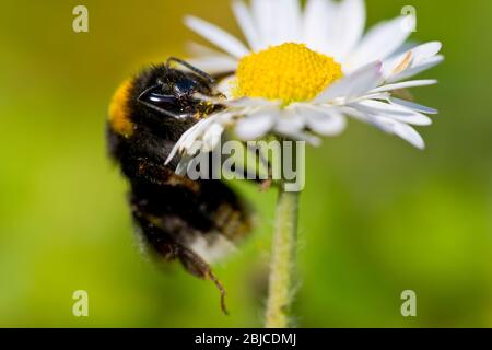 Abeille dans une Marguerite Banque D'Images