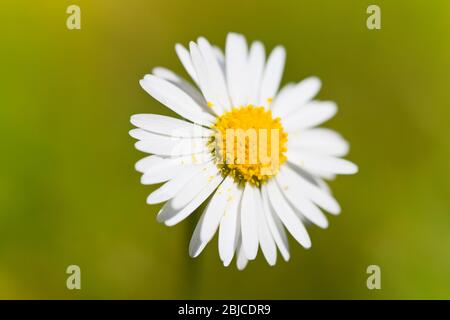 marguerite commune ou bellis perennis Banque D'Images