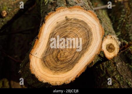 Section transversale à travers le bois d'agate blanc, Slovaquie Banque D'Images