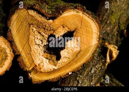 Section transversale à travers le bois d'agate blanc, Slovaquie Banque D'Images