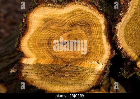 Section transversale à travers le bois d'agate blanc, Slovaquie Banque D'Images