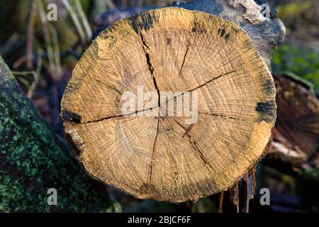 Section transversale à travers bois de chêne de mât, Slovaquie Banque D'Images