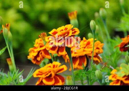 Gros plan sur le marigold français (Tagetes patula) Banque D'Images