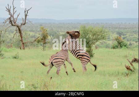 Les tiges de zèbre de Burchell combattent dans le parc Kruger, en Afrique du Sud Banque D'Images