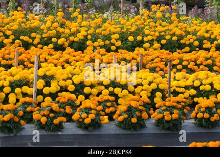 L'orange et le jaune fleurs de champs de fleurs, selective focus Banque D'Images