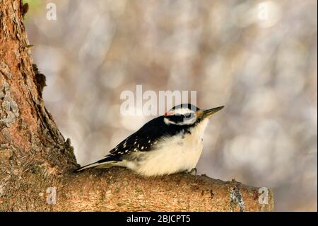 Un pic à queue sauvage 'Picoides pubescens', reposant sur une branche d'épinette à la lumière du soleil de la région rurale de l'Alberta Canada, Banque D'Images