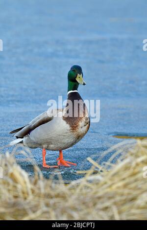 Un canard malard mâle 'Anas platyrhynchos', marchant sur l'eau gelée d'un étang de castors près de Hinton Alberta Canada Banque D'Images
