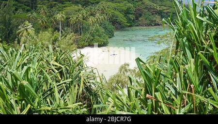 Plage tropicale entourée de végétation verte, Polynésie française, île Huahine, océan Pacifique, Océanie Banque D'Images