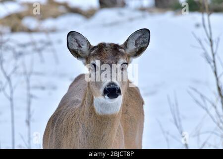 Une image rapprochée d'un cerf de Virginie, Odocoileus virginianus, qui a perdu ses fourmis dans les régions rurales de l'Alberta Canada. Banque D'Images