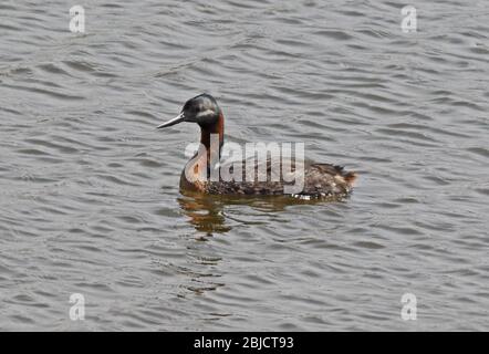 Super Grebe (Podiceps Major) adulte piscine Pantanos de Villa, Pérou Mars Banque D'Images