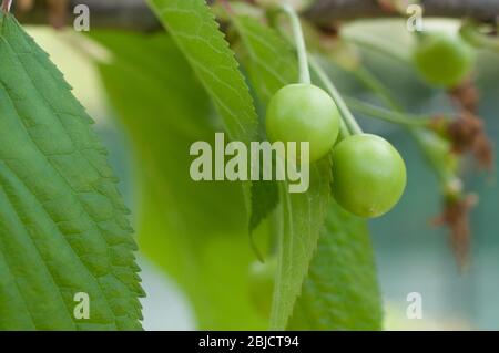 Cerises mûres mûres mûrissement accrochées à un arbre au printemps Banque D'Images