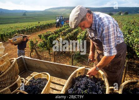 PINOT NOIR RÉCOLTE BOURGOGNE RAISINS TRADITIONNELS paniers bourguignons récolte Bourgogne Pinot Noir Grape Harvest Manager (Chef de viticulture) Stands triant les raisins Grand cru Pinot Noir récemment récoltés dans leurs paniers bourgundiens typiques de Bourgogne sur l'ancienne remorque de récolte dans le vignoble Corton Clos du Roi Château Corton Grancey Aloxe Corton Bourgogne Bourgogne Côte d'Or, France. Maître de culture/Viticulteur Banque D'Images