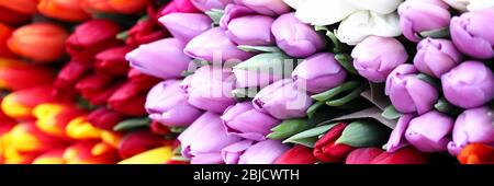 Différents types tulipes, fleurs de printemps vives Banque D'Images