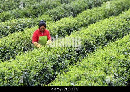 (200429) -- HEFEI, 29 avril 2020 (Xinhua) -- UN villageois prend du thé dans un jardin de thé, également une base de réduction de la pauvreté, dans le village de Dawan du comté de Jinzhai, dans la province d'Anhui en Chine orientale, 17 avril 2020. Les neuf dernières régions du comté touchées par la pauvreté dans la province d'Anhui en Chine orientale ont été retirées de la liste des comtés pauvres du pays, selon une annonce publiée mercredi par le gouvernement provincial. Cela marque que les 31 régions pauvres du comté d'Anhui ont toutes ébranlé la pauvreté, dans le contexte des efforts déployés par le pays pour éliminer la pauvreté absolue d'ici la fin de 2020. (XI Banque D'Images