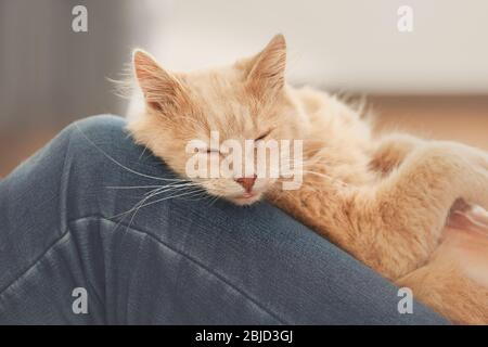 Chat mignon allongé sur les genoux du propriétaire à la maison, vue rapprochée Banque D'Images