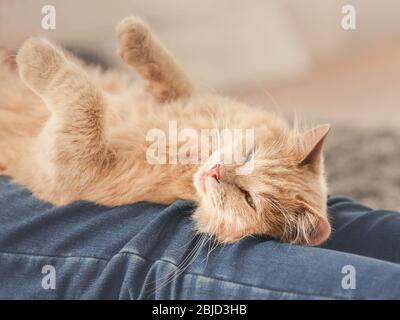 Chat mignon allongé sur les genoux du propriétaire à la maison, vue rapprochée Banque D'Images