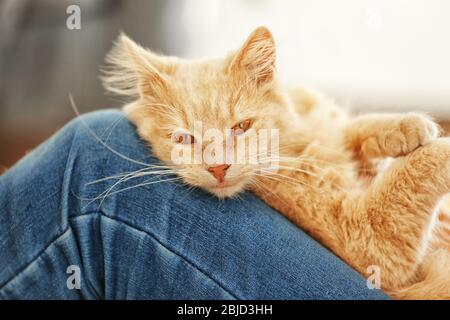 Chat mignon allongé sur les genoux du propriétaire à la maison, vue rapprochée Banque D'Images