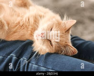 Chat mignon allongé sur les genoux du propriétaire à la maison, vue rapprochée Banque D'Images