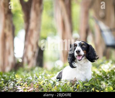 Beau long cheveux noir et blanc dachshund se tient dans le parc par temps ensoleillé avec un arrière-plan flou et de la place pour le texte Banque D'Images