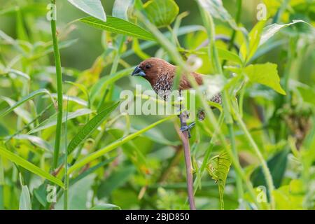 Moria à la poitrine de scalyeuse - Lonchura punctulata, beau petit oiseau brun perché des forêts et des bois d'Asie du Sud-est, Pangkor, Malaisie. Banque D'Images