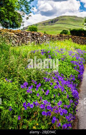 Bord de route de Meadow Cranesbill avec Blencathra au loin. Banque D'Images