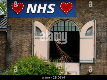 Londres, Grande-Bretagne. 29 avril 2020. Un panneau lumineux à l'appui du National Health Service (NHS) est considéré comme une girafe s'affiche de la maison de girafe au zoo de Londres à Londres, en Grande-Bretagne, le 29 avril 2020. Crédit: Han Yan/Xinhua/Alay Live News Banque D'Images