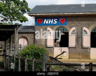 Londres, Grande-Bretagne. 29 avril 2020. Un panneau lumineux à l'appui du National Health Service (NHS) est considéré comme une girafe s'affiche de la maison de girafe au zoo de Londres à Londres, en Grande-Bretagne, le 29 avril 2020. Crédit: Han Yan/Xinhua/Alay Live News Banque D'Images