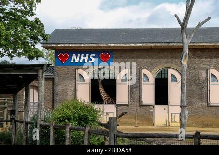 Londres, Grande-Bretagne. 29 avril 2020. Un panneau lumineux à l'appui du National Health Service (NHS) est considéré comme une girafe s'affiche de la maison de girafe au zoo de Londres à Londres, en Grande-Bretagne, le 29 avril 2020. Crédit: Han Yan/Xinhua/Alay Live News Banque D'Images