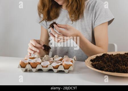 Germes et graines de germe. Micro-verts. Des germes de radis frais dans l'enveloppe d'aubergine sur fond blanc. Banque D'Images