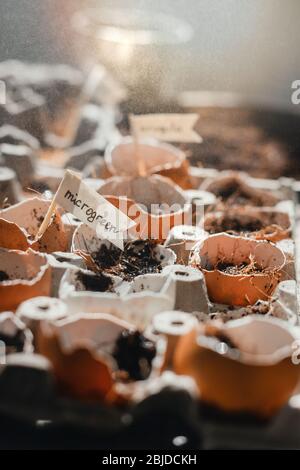 Pulvérisation micro vert. Pluie. Planté les graines de micro greens à la maison. Une alimentation saine et des vitamines naturelles. Passe-temps à la maison pour la période du fourmi Banque D'Images