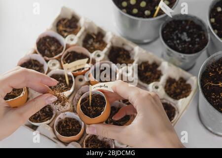 Planté les graines de micro greens à la maison. Les mains. Une alimentation saine et des vitamines naturelles. Passe-temps à la maison pour la période de quarantaine. Sur un dos blanc Banque D'Images